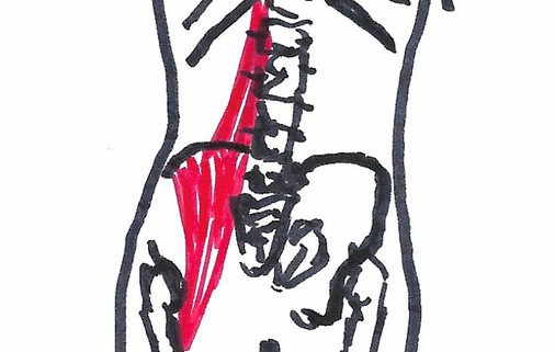 Osteopati - muskulus iliopsoas, hyppig årsag til unødvendig rygkirurgi! Sundhedstips fra Klinik Gahlenbeck, Lægeklinik for osteopati og Akupunktur i Kolding.